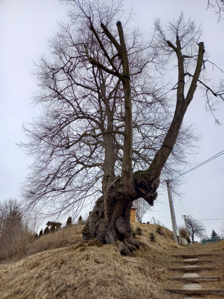 Výprachtická lípa